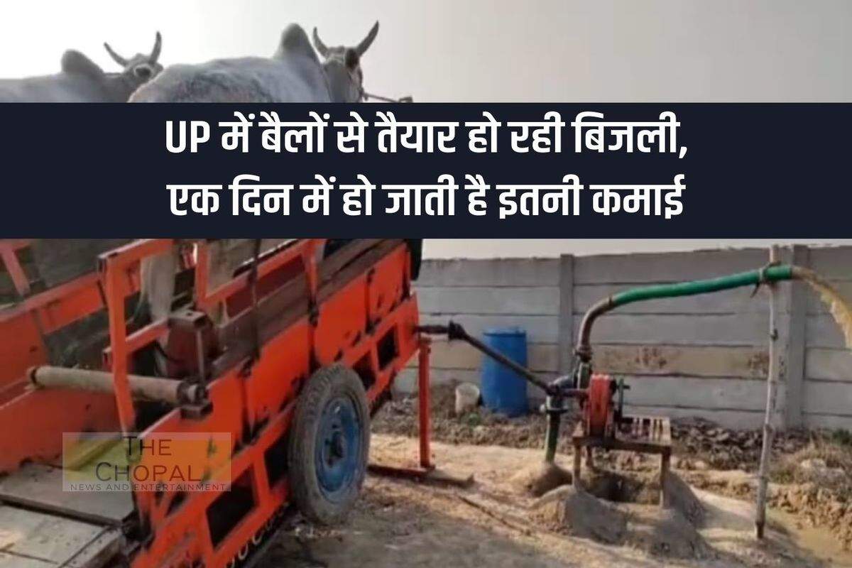 Electricity is being generated from oxen in UP, this much income is earned in a day