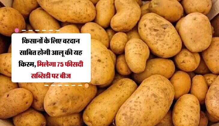 किसानों के लिए वरदान साबित होगी आलू की यह किस्म, मिलेगा 75 फीसदी सब्सिडी पर बीज, बनाएगी मालामाल