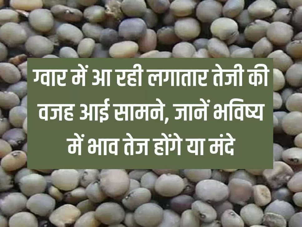 The reason for the continuous rise in guar prices has come to light, know whether the prices will rise or slow down in the future