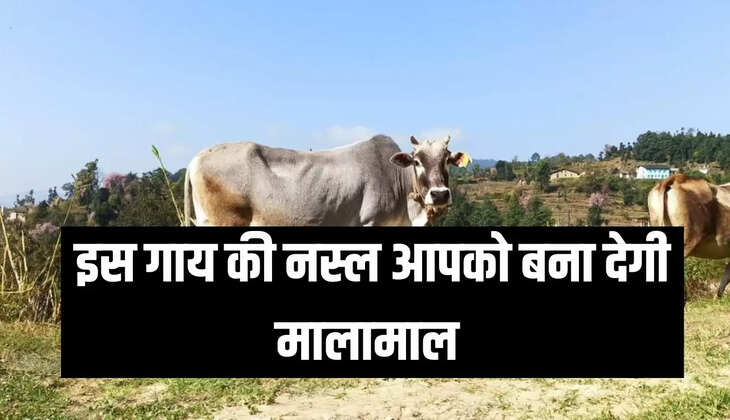  इस गाय की नस्ल आपको बना देगी मालामाल