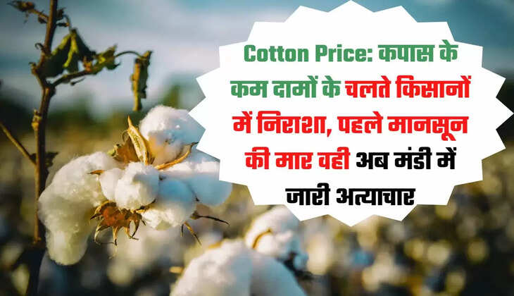 cotton price, Maharashtra agriculture news, cotton price reduced, latest agriculture news, farmers news, कपास का दाम, महाराष्ट्र एग्रीकल्चर न्यूज़,किसानों को कपास का दाम मिल रहा है कम, लेटेस्ट एग्रीकल्चर, कपास की किमत, कपास की खेती, कपास का कितना मिल रहा है रेट