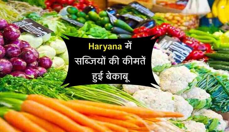 Haryana में सब्जियों की कीमतें हुई बेकाबू, मंडियों से मटर गायब, शिमला मिर्च 100 रुपये किलो से ऊपर