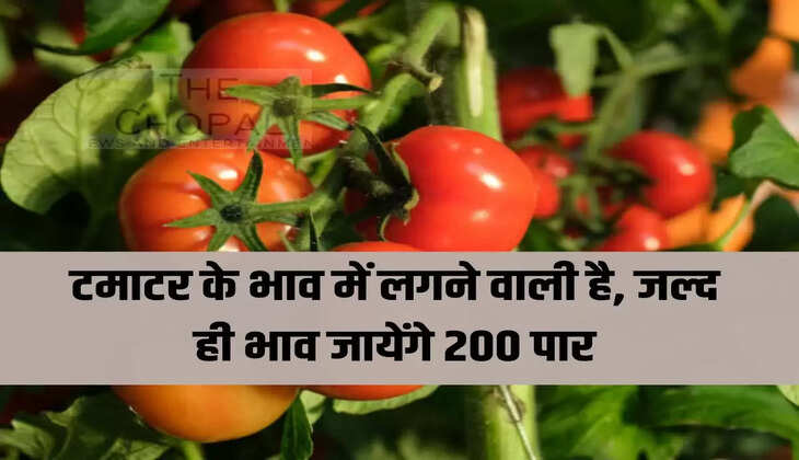 टमाटर के भाव में लगने वाली है, जल्द ही भाव जायेंगे 200 पार