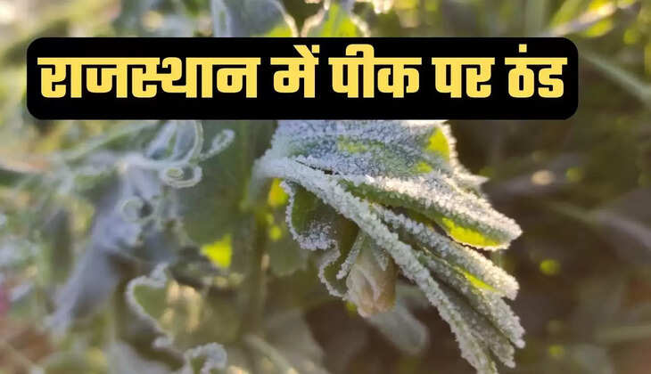 Rajasthan Weather, Rajasthan Cold wave,Rajasthan Weather Today, RAIN IN Rajasthan, Rajasthan Weather News,minus 1.4 degree temperature Hindaun of Karauli, meteorological department warns of rain Rajasthan Weather Update, Rajasthan Weather latestupdate, rajasthan cold wave, Rajasthan Winter, Rajasthan winter tourism"