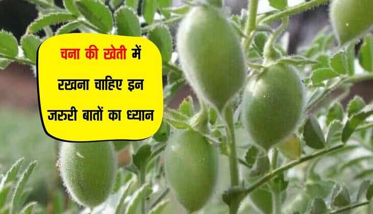 चना की खेती में रखना चाहिए इन जरुरी बातों का ध्यान, किसान भाईयों को मिलेगा तगड़ा उत्पादन