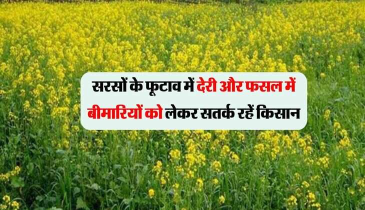 सरसों के फूटाव में देरी और फसल में बीमारियों को लेकर सतर्क रहें किसान