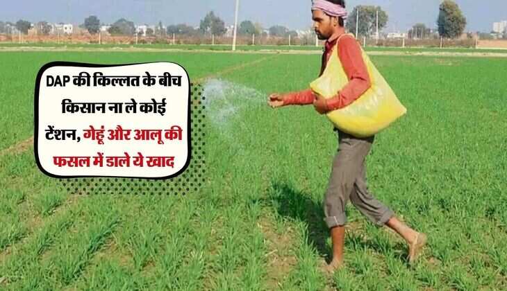 Agri News: DAP की किल्लत के बीच किसान ना ले कोई टेंशन, गेहूं और आलू की फसल में डाले ये खाद