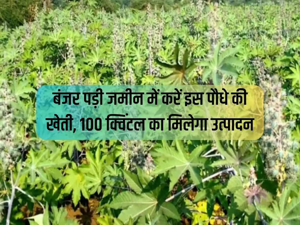 Cultivate this plant in barren land, you will get production of 100 quintals