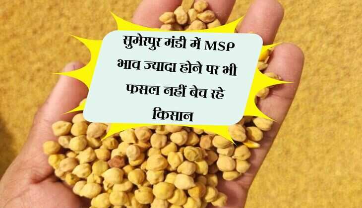 सुमेरपुर मंडी में MSP भाव ज्यादा होने पर भी फसल नहीं बेच रहे किसान, जानिए वजह