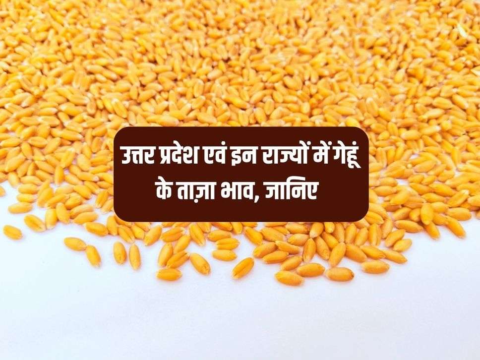 Wheat Mandi Bhav UP : उत्तर प्रदेश एवं इन राज्यों में गेहूं के ताज़ा भाव, जानिए