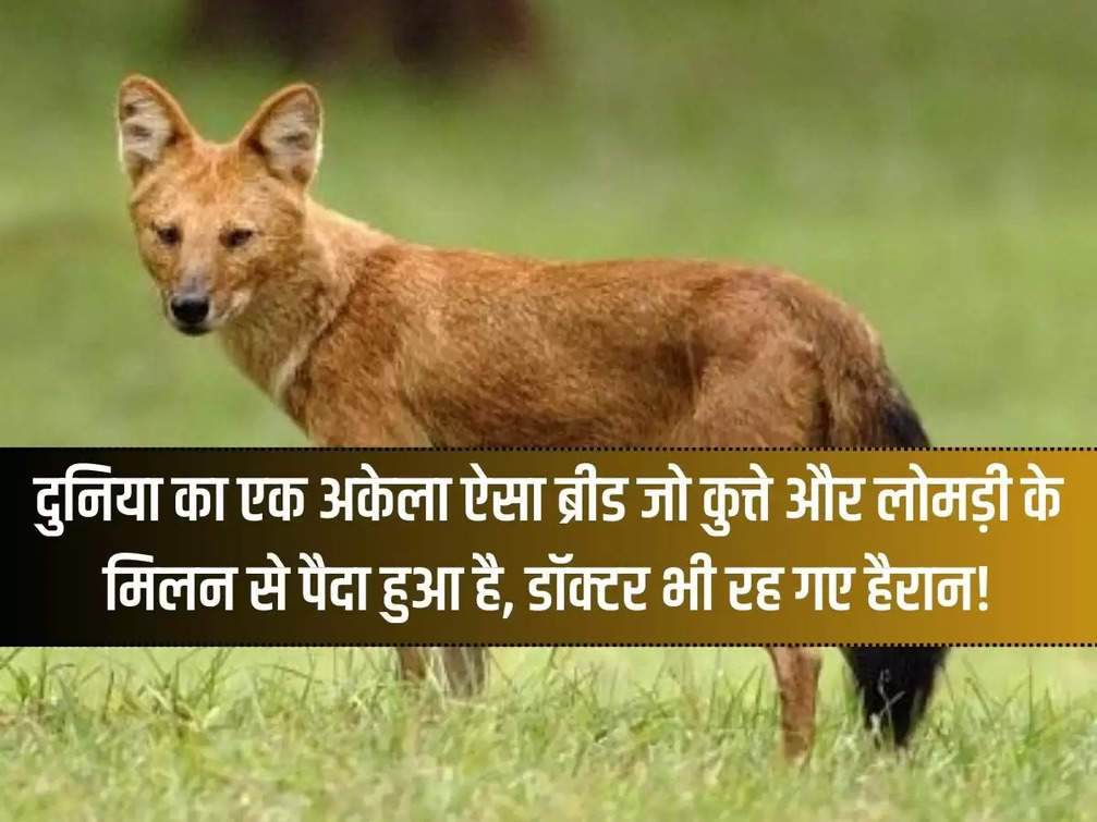 The only breed in the world that was born from the union of a dog and a fox, even doctors were surprised!