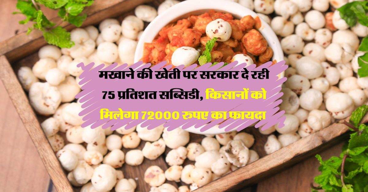 मखाने की खेती पर सरकार दे रही 75 प्रतिशत सब्सिडी, किसानों को मिलेगा 72000 रुपए का फायदा 