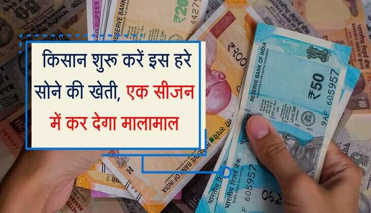 Business Idea: किसान शुरू करें इस हरे सोने की खेती, एक सीजन में कर देगा मालामाल