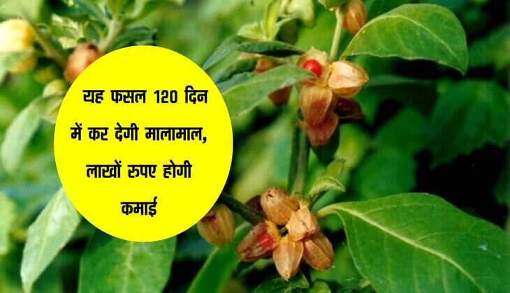 Business Idea :  यह फसल 120 दिन में कर देगी मालामाल, लाखों रुपए होगी कमाई