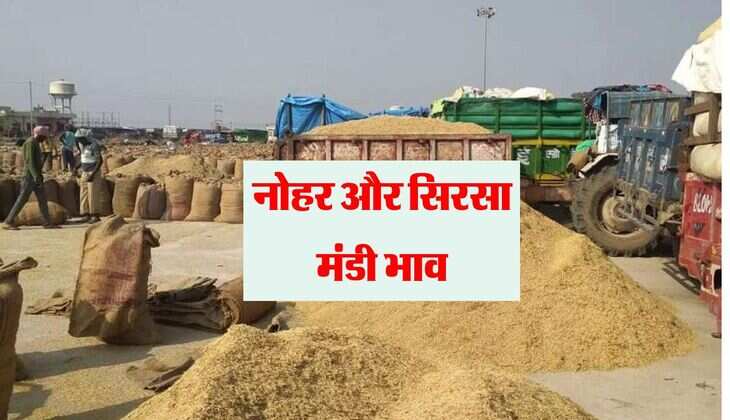 Mandi Bhav: नोहर और सिरसा मंडी भाव, जानिए सभी फसलों के दाम