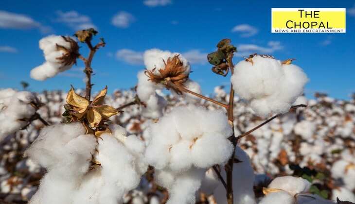 Mandi Bhav: सिरसा मंडी में नरमा और कपास 200 रुपए तेज, 1509 धान समेत सभी फसल भाव