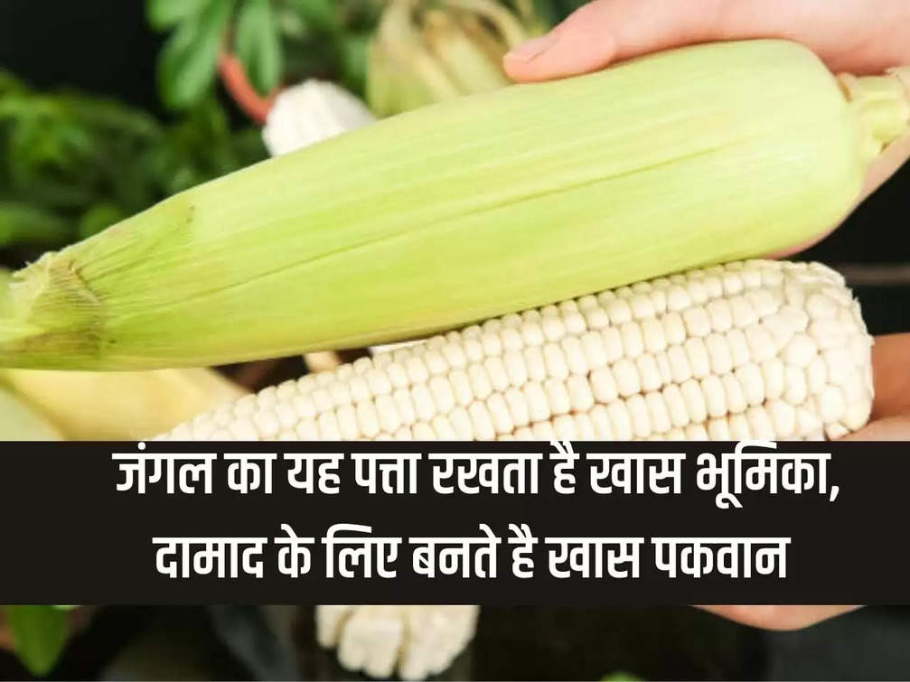 Now farmers of UP will produce white maize, it plays a special role in ethanol