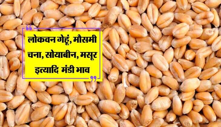 Ashta Mandi bhav: लोकवन गेहूं, मौसमी चना, सोयाबीन, मसूर इत्यादि कृषि उपज मंडी भाव