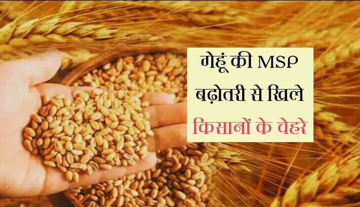 Wheat Minimum Support Price: गेहूं की MSP बढ़ोतरी से खिले किसानों के चेहरे, क्विंटल के पीछे इतना मिलेगा फायदा