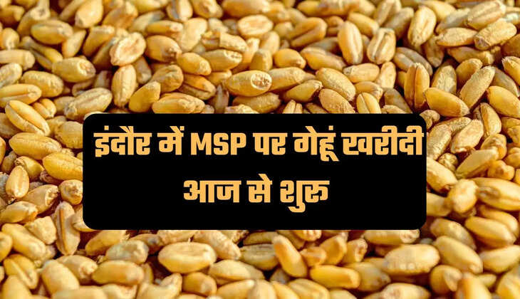 Wheat Procurement in Indore, Wheat Procurement in Madhya Pradesh, wheat procurement center, MSP, Gehu Kharidi Indore, madhya pradesh news, madhya pradesh government, Indore News, Indore, Indore Latest News, Wheat Price 2023, इंदौर में गेंहू की खरीदी, मध्य प्रदेश में गेंहू खरीदी, गेंहू खरीदी केंद्र, मध्य प्रदेश न्यूज, इंदौर न्यूज,indore, madhya-pradesh, hindi news,