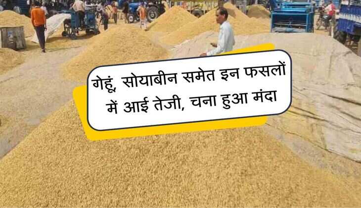 Kota Mandi bhav: गेहूं, सोयाबीन समेत इन फसलों में आई तेजी, चना हुआ मंदा