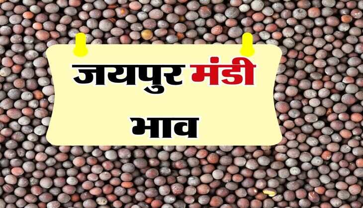 जयपुर मंडी भाव 09 मई 2024: चांदी और सरसों की कीमतों में उछाल, सोने में गिरावट 