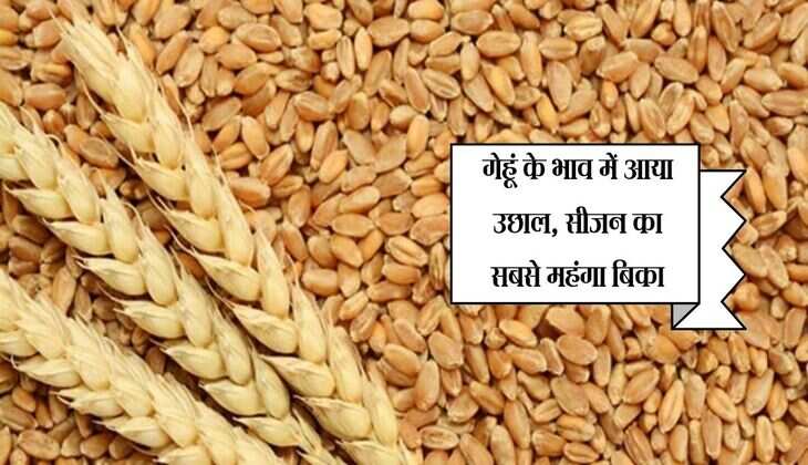 MP: गेहूं के भाव में आया उछाल, सीजन का सबसे महंगा बिका