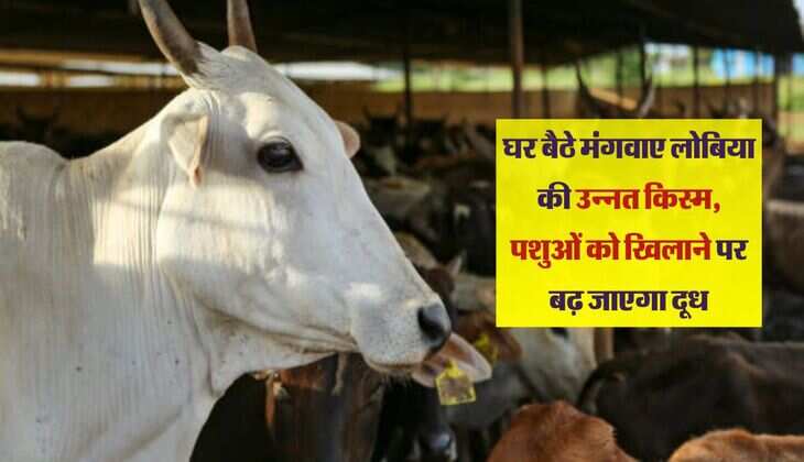 घर बैठे मंगवाए लोबिया की उन्नत किस्म, पशुओं को खिलाने पर बढ़ जाएगा दूध