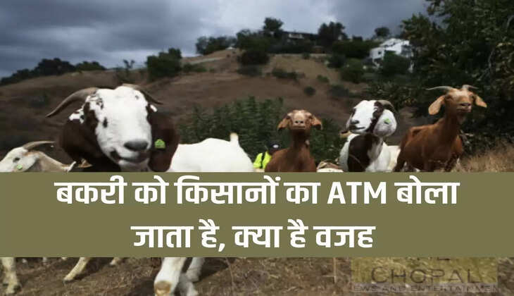 बकरी को किसानों का ATM बोला जाता है, क्या है वजह 