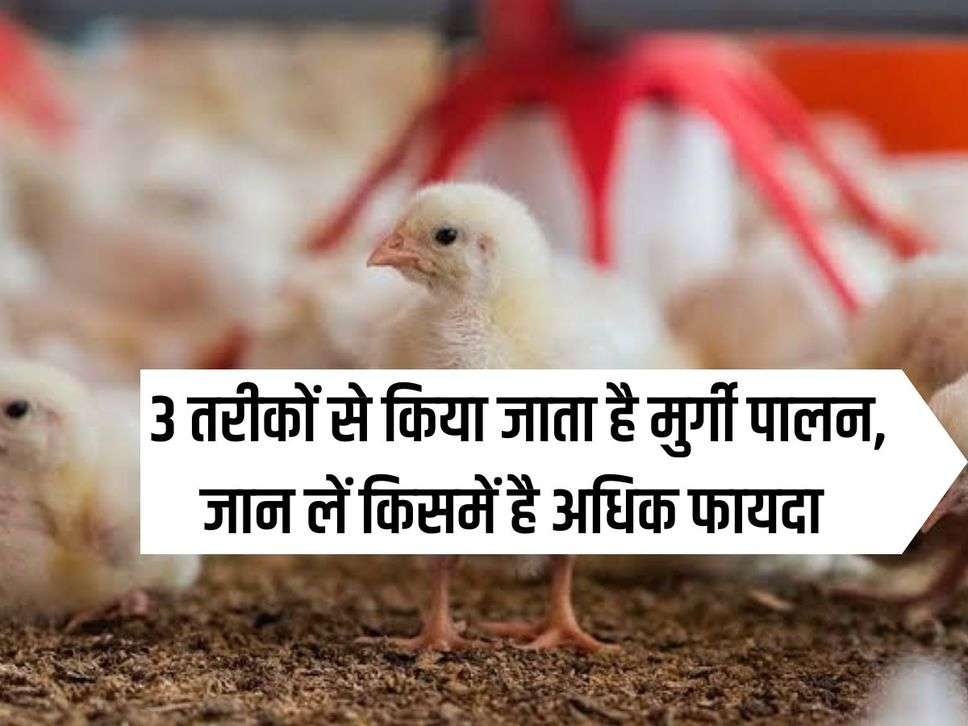 Poultry Farming: Poultry farming is done in 3 ways, know which one has more benefits.