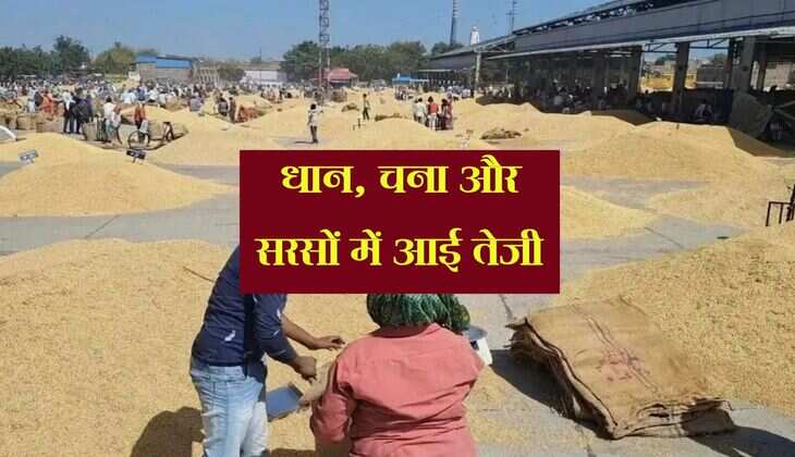 Kota Mandi Bhav: धान, चना और सरसों में आई तेजी, फसलों की आवक रही बंपर