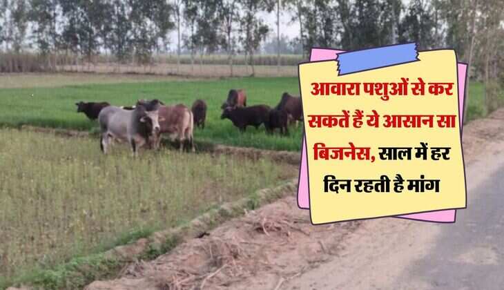 Business Idea: आवारा पशुओं से कर सकतें हैं ये आसान सा बिजनेस, साल में हर दिन रहती है मांग