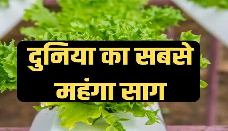 The world's most expensive greens, Yamashita Spinach, Yamashita Spinach Price, Yamashita Spinach Greens, Yamashita Spinach Cultivation, Agriculture News,दुनिया का सबसे महंगा साग, यामाशिता स्पिनैच, यामाशिता स्पिनैच की कीमत, यामाशिता स्पिनैच साग, यामाशिता स्पिनैच की खेती, एग्रीकल्चर न्यूज"