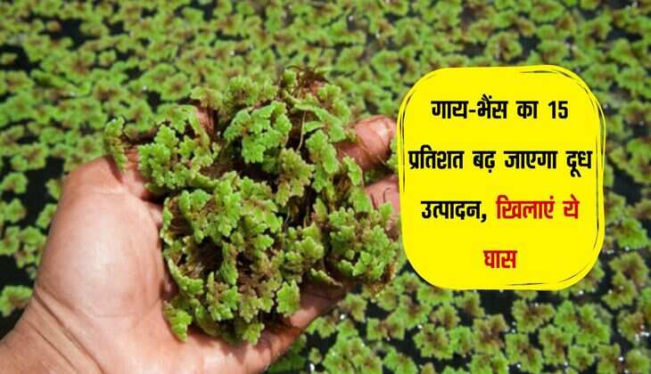 गाय-भैंस का 15 प्रतिशत बढ़ जाएगा दूध उत्पादन, खिलाएं ये घास