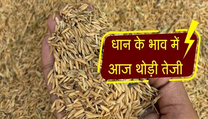 Paddy Mandi Rate: धान के भाव में आज थोड़ी तेजी, जानिए UP, पंजाब और हरियाणा के भाव