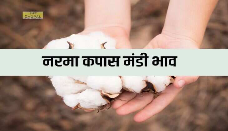 नरमा कपास मंडी भाव 6 जनवरी 2023: उत्तर भारत की विभिन्न मंडियो में ताज़ा बोली रेट