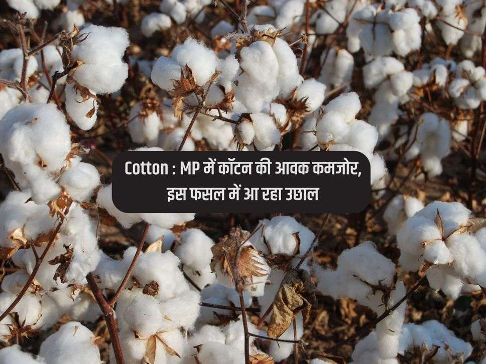 Cotton : MP में कॉटन की आवक कमजोर, इस फसल में आ रहा उछाल