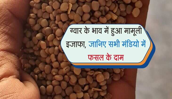 Gwar Ka Bhav: ग्वार के भाव में हुआ मामूली इजाफा, जानिए सभी मंडियो में फसल के दाम