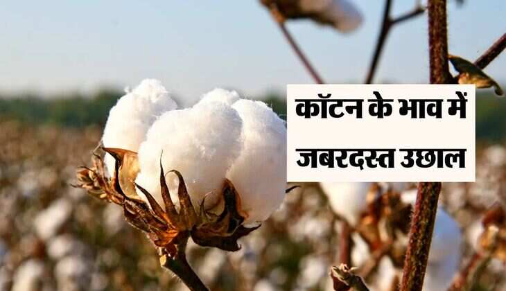 Kapas Ka bhav: कॉटन के भाव में जबरदस्त उछाल, हरियाणा और राजस्थान में बिक रहा तेज