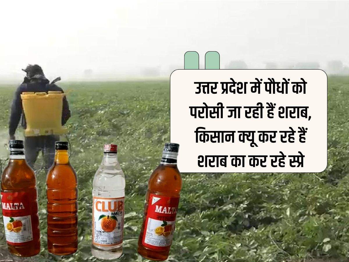 UP News : उत्तर प्रदेश में पौधों को परोसी जा रही हैं शराब, किसान क्यू कर रहे हैं शराब का कर रहे स्प्रे