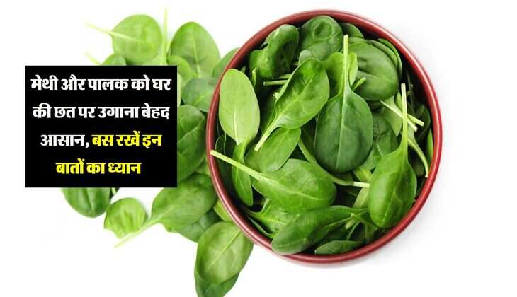 मेथी और पालक को घर की छत पर उगाना बेहद आसान, बस रखें इन बातों का ध्यान  