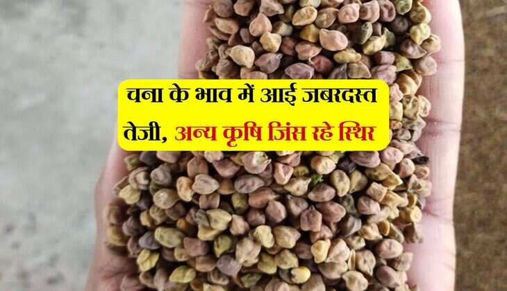 Alwar Mandi Bhav: चना के भाव में आई जबरदस्त तेजी, अन्य कृषि जिंस रहे स्थिर