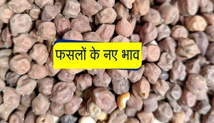 Kota Mandi Bhav: सरसों, धान, लहसुन, बाजरा, सोयाबीन, धनिया, चना, गेहूं के भाव