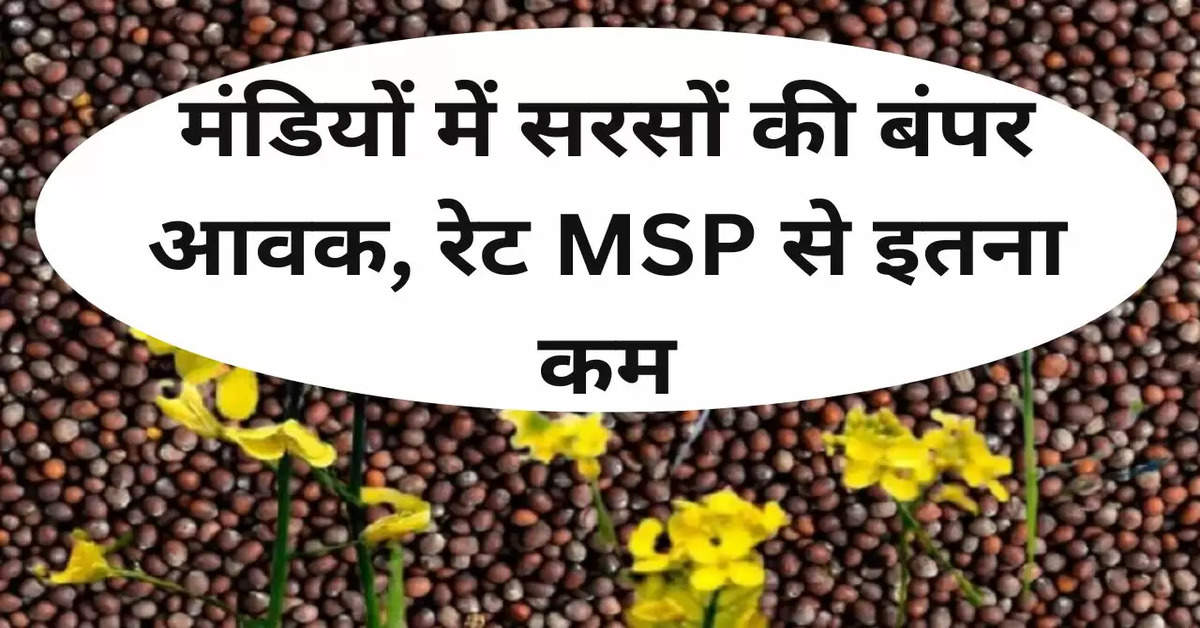 मंडियों में सरसों की बंपर आवक, रेट MSP से इतना कम