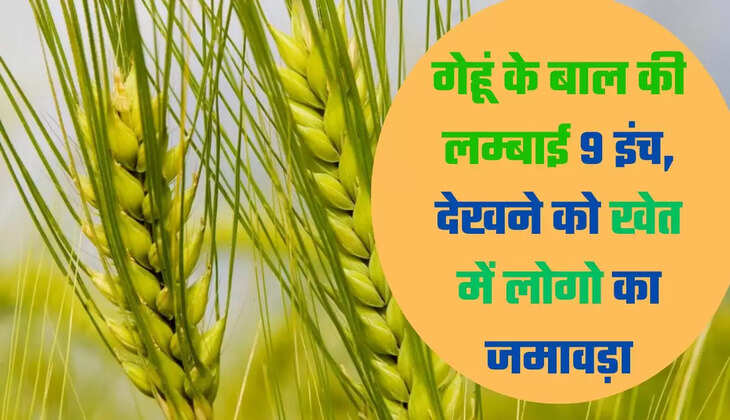 गेहूं के बाल की लम्बाई 9 इंच, देखने को खेत में लोगो का जमावड़ा