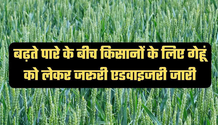 बढ़ते पारे के बीच किसानों के लिए गेहूं को लेकर जरूरी एडवाइजरी जारी