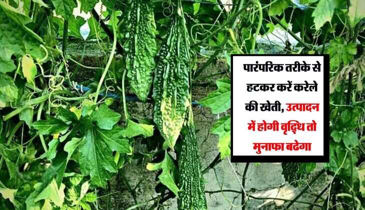 पारंपरिक तरीके से हटकर करें करेले की खेती, उत्पादन में होगी वृद्धि तो मुनाफा बढेगा