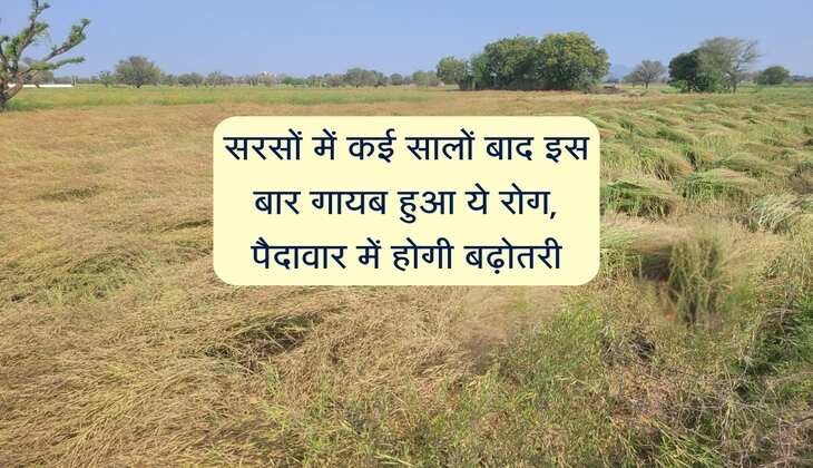 सरसों में कई सालों बाद इस बार गायब हुआ ये रोग, पैदावार में होगी बढ़ोतरी और फसल कटाई भी आसान