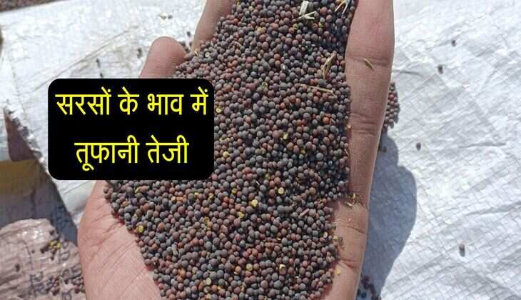 Sarso Mandi bhav: सरसों के भाव में तूफानी तेजी, एक सप्ताह में रेट हुए मजबूत
