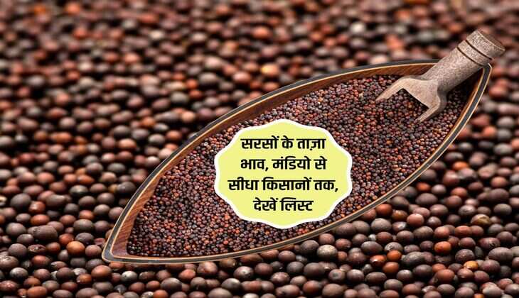 Sarso Mandi bhav 7 February 2024: सरसों के ताज़ा भाव, मंडियो से सीधा किसानों तक, देखें लिस्ट